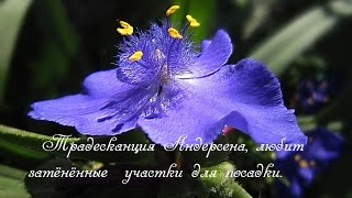 Традесканция Андерсона хороша для  затенённых участков сада.