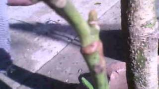 Injerto de aguacate triple