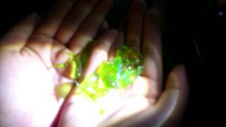 2013 小琉球夜訪潮間帶 (會發光的藻類)