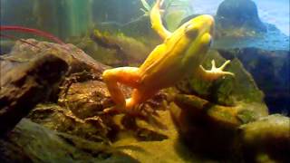 НЕ для слабонервных!!! Черепаха ест Лягушек snapping turtle eating frog