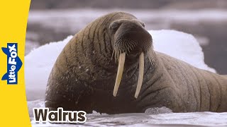 Meet the Animals 8 | Walrus | Wild Animals | Little Fox | Animated Stories for Kids