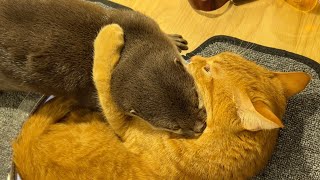 猫に食べちゃいたいくらい好きと思われてるカワウソ cat too fond of Otter