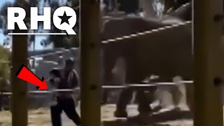 WATCH: Dad Breaks Into Zoo Enclosure With Toddler In Arms