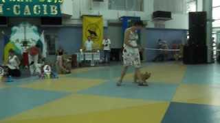 7 июля 2013, выставка FCI-CACIB "Полтава-2013",BIG 3 группы