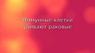 Иммунные клетки убивают раковые. Наука.