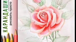 "Роза" как нарисовать ? КАРАНДАШИ цветные акварельные
