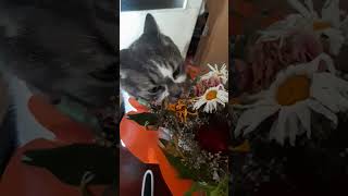 Барсик и цветочки #shorts #кот