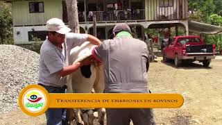 Transferencia de Embriones en Bovinos