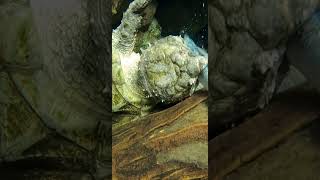 Alligator Snapping Turtle Feeding Time - Cincinnati Zoo #shorts