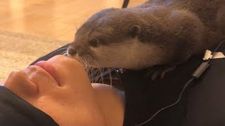 カワウソさくら アイマスクつけて寝てたら襲いに来たカワウソ Eye mask and otter