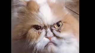 This grumpy cat looks part-human