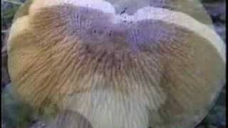The Fabulous Fungi
