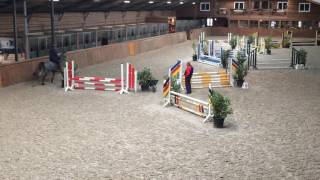 Itania, Dallas vdl x Orthos, merrie 2013,