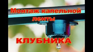 Монтаж капельной ленты. Клубника.