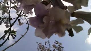 Павловния цветет, возраст 4-й год, сорт неизвестен. Paulownia 4 years old, variety unknown.