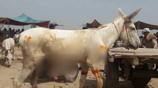 Super Murrah Donkey in Market
