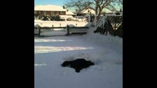 Tom Lewis Snow Dive