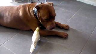 Vegemite the killer Cockatiel V's Kaos the Pit Bull