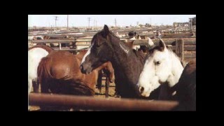 X~x~x Horse Slaughter x~x~X