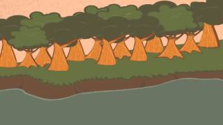 Factory farms and the environment
