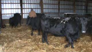 Pairing up calves