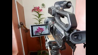 ピンク カサブランカ４Ｋ　つぼみ～開花までの 高速再生動画 ＢＧＭ：カサブランカダンディー 沢田研二
