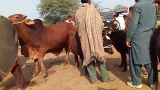 A Short View of Cattle market 85 jhaal Sargodha / Qurbani k Janver Kharedna / Kattay Vachay ke sale