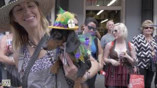 Watch adorable costumed dogs parade in Krewe of Barkus for Mardi Gras 2017