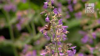 How to Plant a Pollinator Garden - Cincinnati Zoo