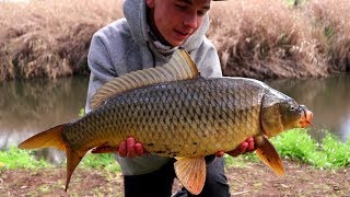 TARGETING CARP IN THE HEART OF ADELAIDE! Torrens River + SURPRISE CATFISH!