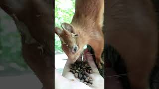 Помазал глаз белке с глазиком / Anointed the squirrel with a sore eye