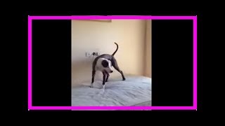 Huiii! Hund springt mit Kindern auf Matratze herum