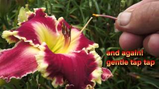 How I make daylily seed!