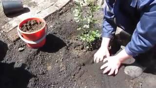 Сажаем плетистую розу. We plant a lenticular rose.