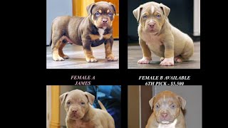 Valor dos filhotes de Américan bully , xl,xxl, no Estados Unidos ??