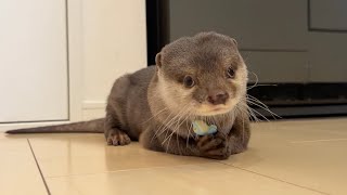 いらないって言ったのに飼い主が持ってると何度でも欲しがるカワウソ Otter want it as often as their owners have it.