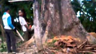 penebangan pohon keramat desa cndiwulan kebumen