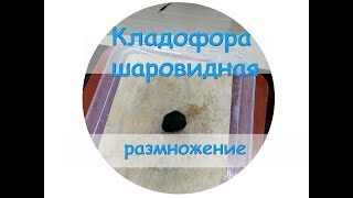 Кладофора шаровидная размножение