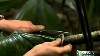 Bear Grylls mangia una Cavalletta gigante - Giant Grasshopper