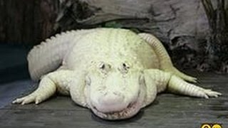 США. GATORLAND, Крокодиловая Ферма, АЛЛИГАТОРЫ во Флориде, Часть 1