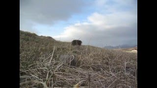 25-06 Nosler 115 grs VS Orange