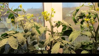 Огород на окне. Томаты цветут! Как помочь им опылиться в домашних условиях?
