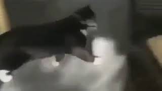 cats with goosebumps theme