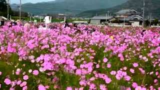 亀岡夢コスモス園２０１４
