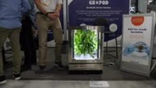 Grow herbs in your kitchen with hydroponics farm