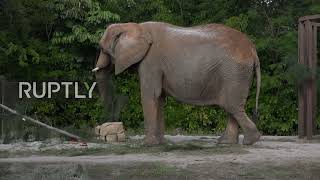 Zoo Miami's animals receive treats to celebrate Xmas holidays