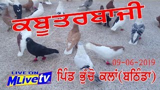 ? LIVE Kabootar Bazi || Bhucho Kalan || 9 June || ਕਬੂਤਰ ਬਾਜੀ || M Live TV