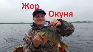 Жор окуня!!!Каролинская оснастка+свинг импакт и дело в шляпе!!!