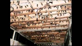 VN-TEN OF THOUSANDS BIRDS FLYING TO TOWN