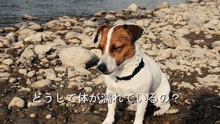 泳ぐの大好き　ジャックラッセルテリア　珠雄　Jack Russell Terrier